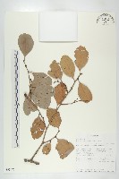 登錄號:S093471藏品圖，第1張