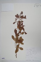 登錄號:S093472藏品圖，第1張