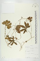 登錄號:S093474藏品圖，第1張