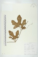 登錄號:S093475藏品圖，第1張