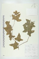登錄號:S093476藏品圖，第1張