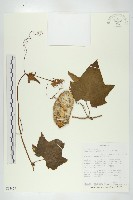 登錄號:S093479藏品圖，第1張