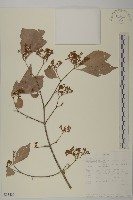 登錄號:S093480藏品圖，第1張