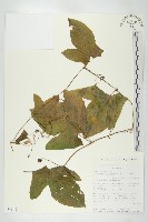 登錄號:S093481藏品圖，第1張