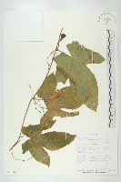 登錄號:S093482藏品圖，第1張