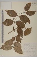 登錄號:S093483藏品圖，第1張