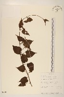 登錄號:S093485藏品圖，第1張