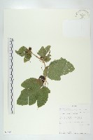 登錄號:S093486藏品圖，第1張