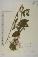 霍香薊藏品圖，第1張