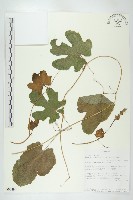 登錄號:S093494藏品圖，第1張