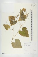 登錄號:S093526藏品圖，第1張