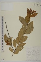 登錄號:S093528藏品圖，第1張