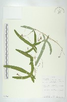 登錄號:S093530藏品圖，第1張