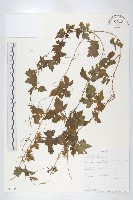 苦瓜藏品圖，第1張