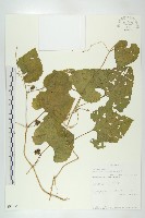登錄號:S093536藏品圖，第1張