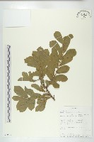 登錄號:S093545藏品圖，第3張