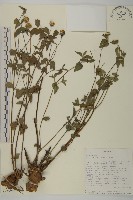 登錄號:S093558藏品圖，第1張