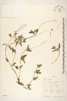 長柄菊藏品圖，第1張