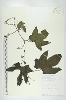 登錄號:S093560藏品圖，第1張