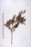 登錄號:S093563藏品圖，第3張