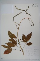 登錄號:S093578藏品圖，第1張