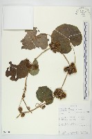 登錄號:S093581藏品圖，第1張