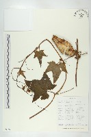登錄號:S093593藏品圖，第1張