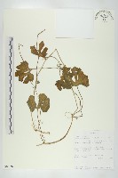 登錄號:S093594藏品圖，第1張