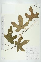 登錄號:S093595藏品圖，第1張