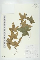 登錄號:S093596藏品圖，第1張