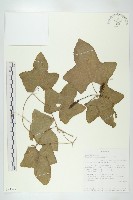 登錄號:S093597藏品圖，第1張