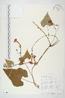 心葉蔦蘿藏品圖，第1張