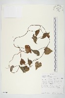 登錄號:S093608藏品圖，第1張