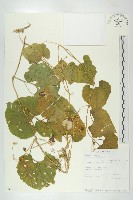 登錄號:S093613藏品圖，第1張