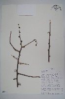 登錄號:S093619藏品圖，第1張