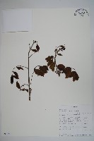 登錄號:S093620藏品圖，第1張