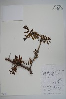 登錄號:S093621藏品圖，第1張