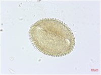 登錄號:S093624藏品圖，第1張