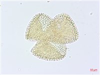 登錄號:S093624藏品圖，第2張