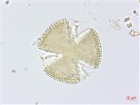 登錄號:S093624藏品圖，第3張