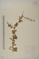 登錄號:S093634藏品圖，第1張