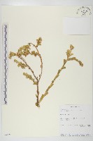 登錄號:S093639藏品圖，第1張