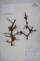 登錄號:S093649藏品圖，第1張