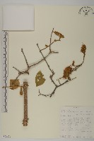 登錄號:S093656藏品圖，第1張