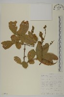 登錄號:S093658藏品圖，第1張