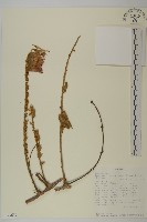 登錄號:S093659藏品圖，第1張
