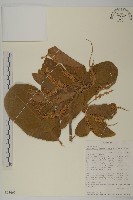 登錄號:S093661藏品圖，第1張