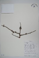 登錄號:S093662藏品圖，第1張
