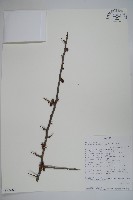 登錄號:S093663藏品圖，第1張