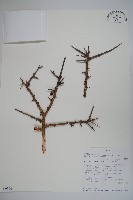 登錄號:S093664藏品圖，第1張